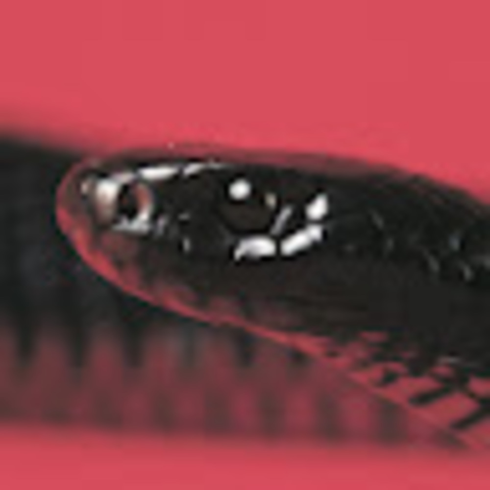 Meet your Posher, Redbellious